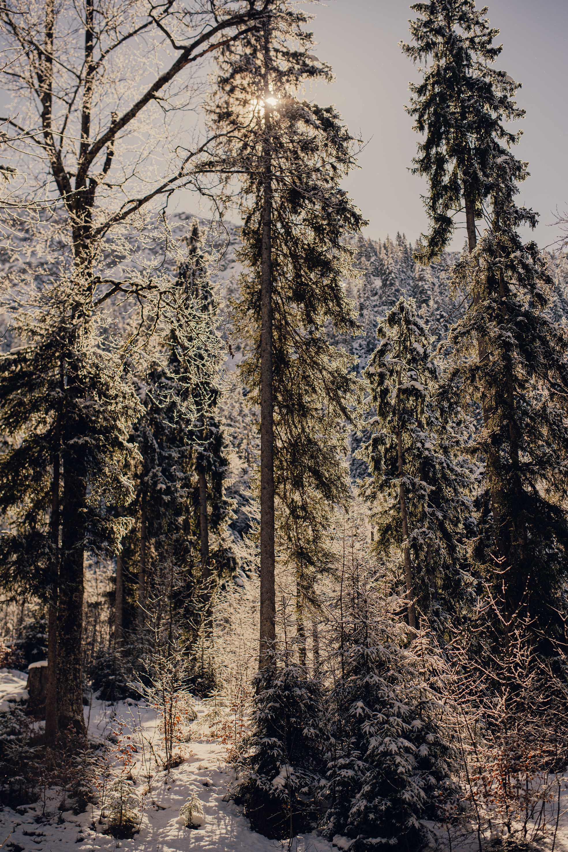 Snow-covered pine forest in the Allgäu Alps
